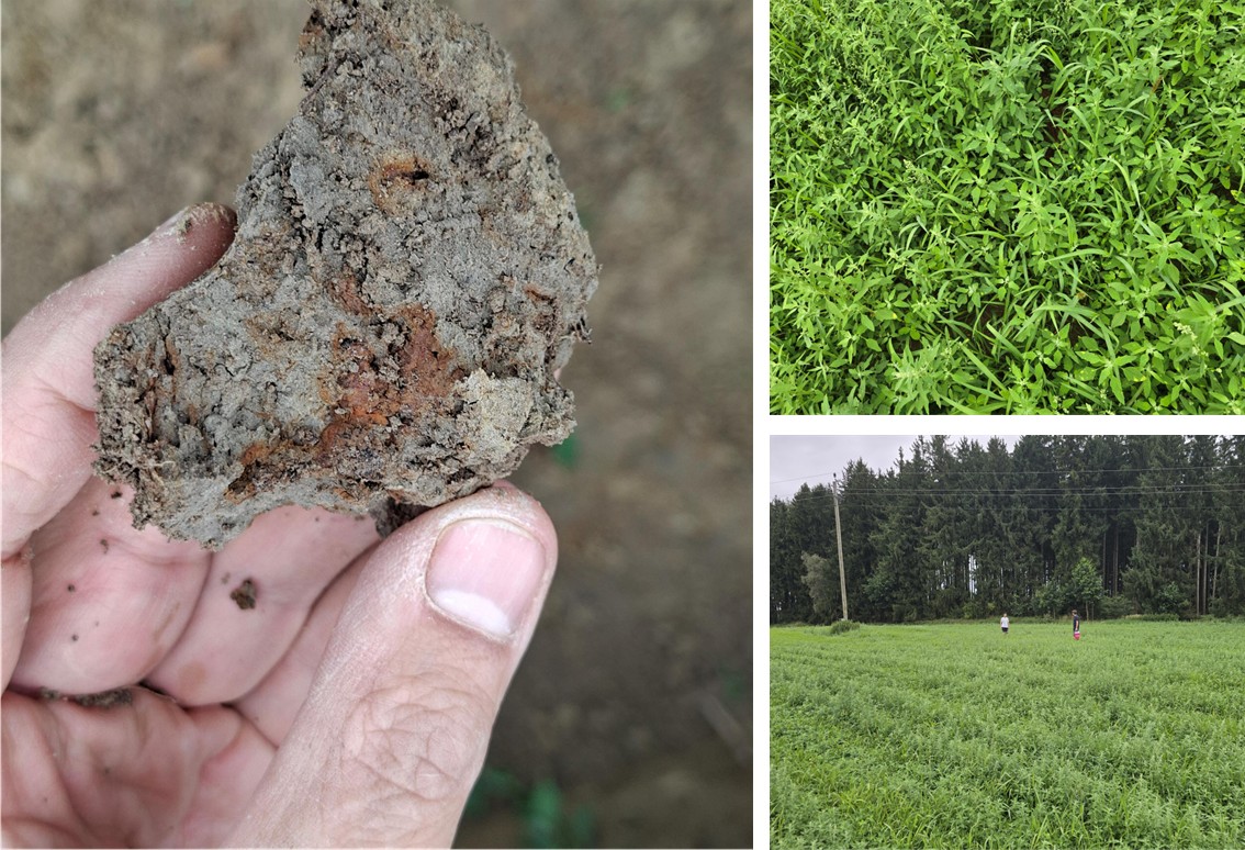 Bodenkundliche Baubegleitung, AGRI PV Anlage Ort im Innkreis Bodenkundliche Baubegleitung, AGRI PV Anlage Ort im Innkreis