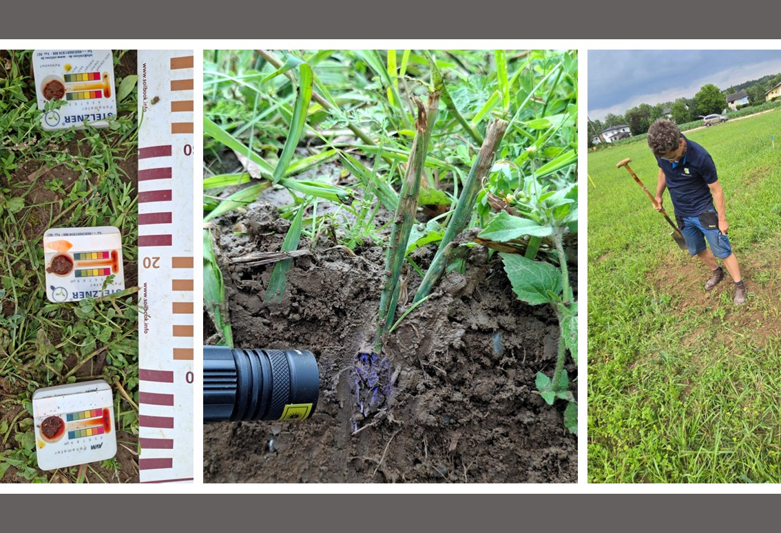 Bodenkundliche Baubegleitung, AGRI PV Anlage Timelkam Bodenkundliche Baubegleitung, AGRI PV Anlage Timelkam